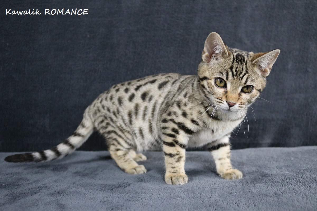 chaton bengal brown